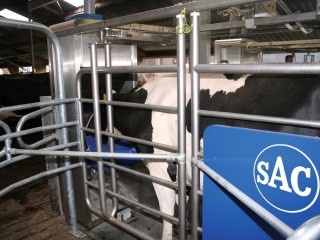 SAC Smart Cow Flow 2320.113
